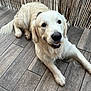 Snow a rejoint le concours — aidez-le/la à gagner de superbes lots ! dog, golden_retriever, pet, animal, canine, fur, smile, friendly, laying_down, wooden_floor, indoor, collar, tongue, cute, domestic_animal, relaxed, happy, face, paw, ears
