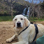 Snow a rejoint le concours — aidez-le/la à gagner de superbes lots ! dog, golden_retriever, wet_fur, harness, muddy_ground, river, waterfall, trees, grass, hill, outdoor, nature, landscape, person, shoe, pant_leg, calm, resting, animal, daytime