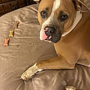 Rugar joined the competition — help win amazing prizes! dog, brown_dog, white_markings, bed, bedding, dog_treats, bone_shaped_treats, paw, pet, animal, indoor, resting, looking_up, cute, canine, fur, ears, snout, nose, close_up