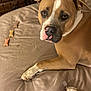 dog, brown_dog, white_markings, bed, bedding, dog_treats, bone_shaped_treats, paw, pet, animal, indoor, resting, looking_up, cute, canine, fur, ears, snout, nose, close_up
