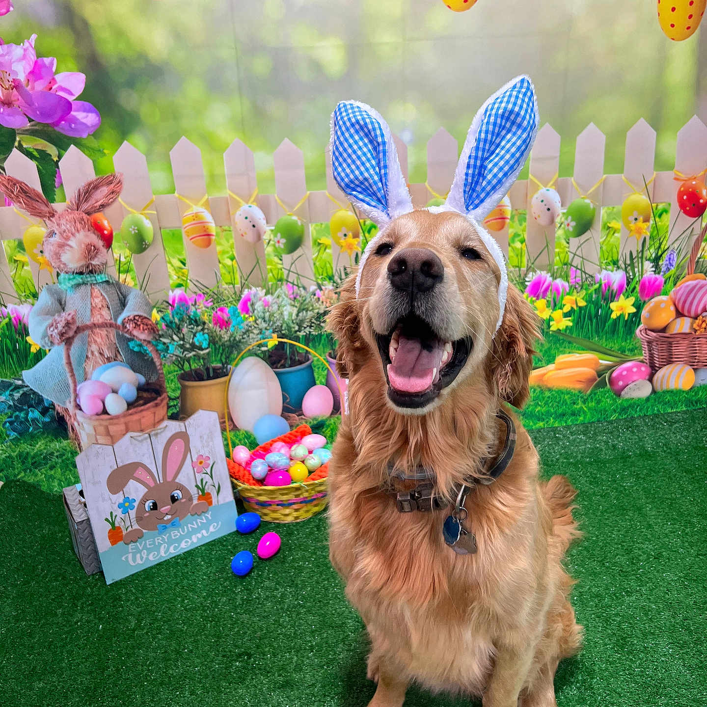 Benji is registered to the contest to win money with this photo: animal, architecture, balloon, building, canine, dog, egg, food, goldenretriever, grass, indoors, interiordesign, outdoors, people, person, pet, plant, puppy, purple, shelter