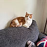 Kobe is registered to the contest to win money with this photo: cat, orange_and_white, pet, animal, feline, sitting, lounging, portrait, indoors, living_room, sofa, couch, cushion, pillow, floor_lamp, wall, home, furniture, relaxed, cozy