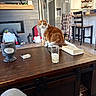 cat, orange_cat, white_cat, pet, animal, sitting, indoors, living_room, kitchen, coffee_table, wooden_table, home, refrigerator, cabinets, chairs, gnome, decorations, book, drinking_glass, portrait