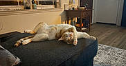 Kobe joined the competition — help win amazing prizes! cat, orange_and_white_cat, pet, animal, sleeping, relaxed, sprawled, upside_down, living_room, ottoman, furniture, indoor, cozy, warm_lighting, window, floor, rug, table, decor, duck_figurine