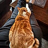 Kobe is registered to the contest to win money with this photo: cat, orange_cat, white_cat, tabby, pet, animal, furry, sleeping, relaxed, lounging, lap, person, legs, black_clothing, indoors, wooden_floor, table, books, cozy, portrait