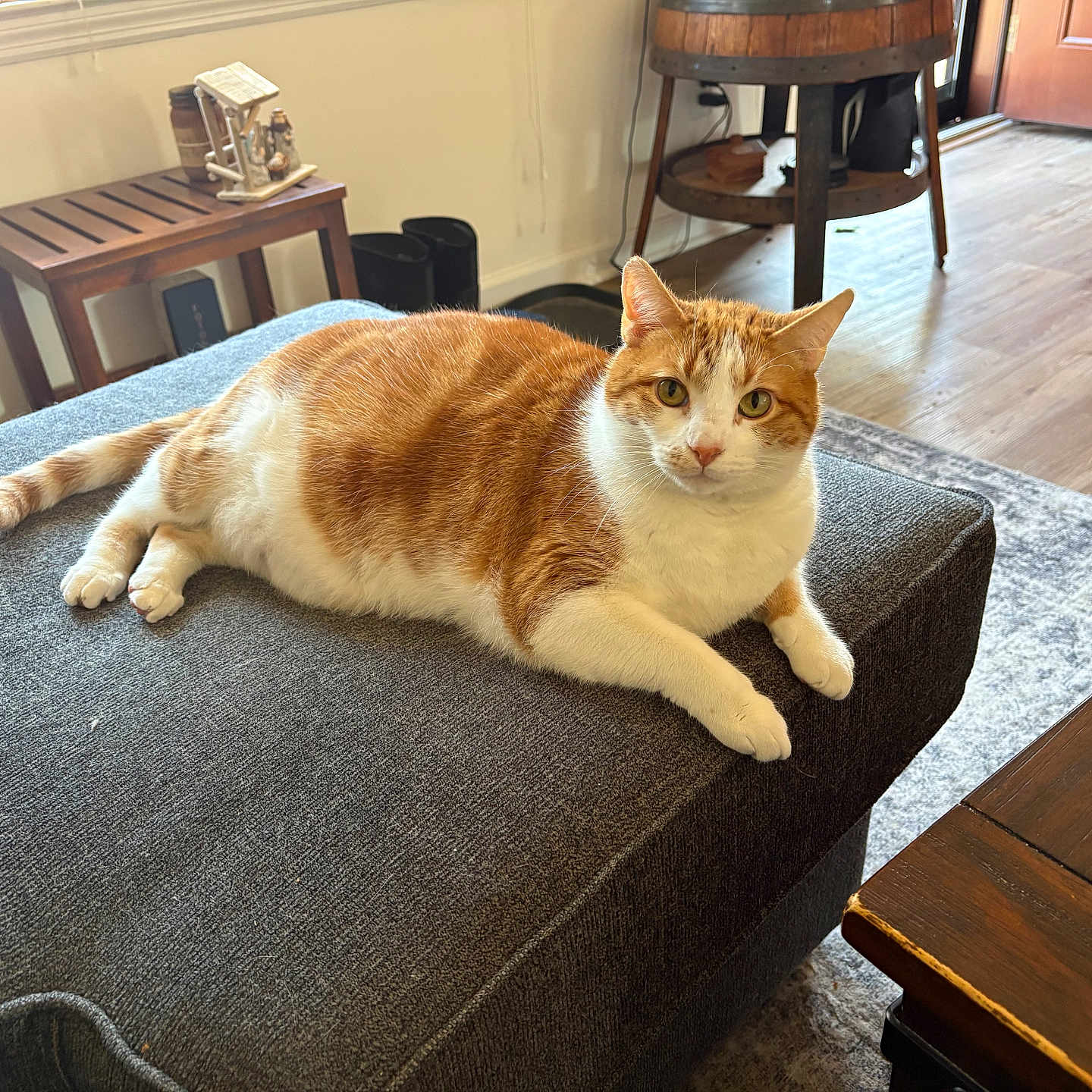 Kobe is registered to the contest to win money with this photo: cat, orange_cat, white_cat, pet, animal, feline, indoors, living_room, ottoman, furniture, lounging, lying_down, portrait, green_eyes, whiskers, fur, striped_fur, wood_floor, rug, cozy