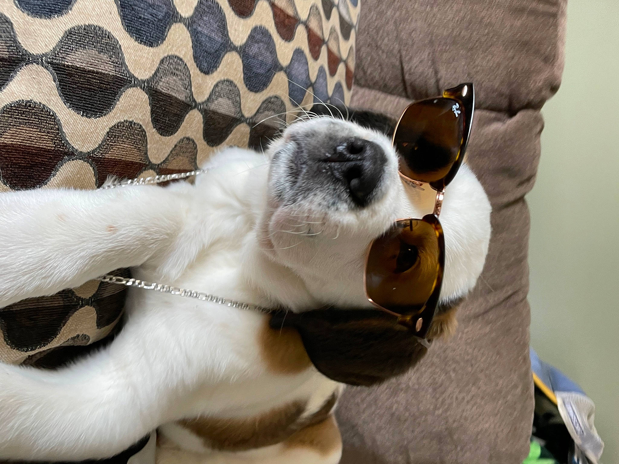 Lila is registered to the contest to win money with this photo: canidae, carnivore, collar, comfort, companion_dog, dog, dog_breed, fawn, mammal, paw, snout, sporting_group, stuffed_toy, sunglasses, tail, textile, toy, vertebrate, whiskers, working_animal