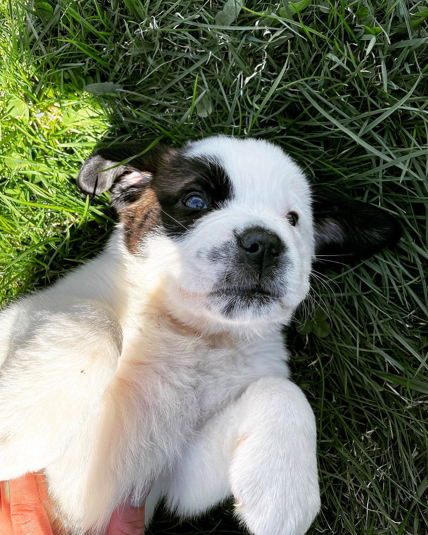 Lila joined the competition — help win amazing prizes! canidae, carnivore, companion_dog, dog, dog_breed, fang, fawn, fur, grass, grass_family, non_sporting_group, plant, puppy, sedge_family, sporting_group, terrestrial_animal, whiskers, working_animal, working_dog