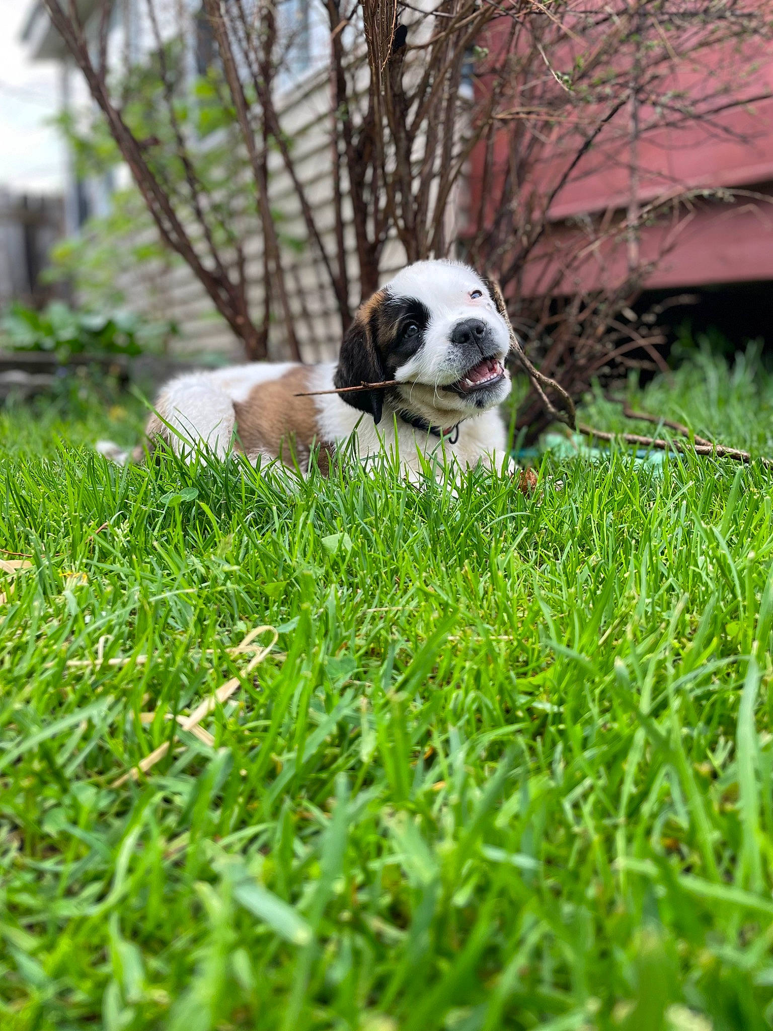 Lila joined the competition — help win amazing prizes! carnivore, companion_dog, dog, dog_breed, dog_supply, fawn, grass, grass_family, groundcover, lawn, leisure, plant, sitting, snout, soccer_ball, sporting_group, tail, terrestrial_animal, toy_dog, tree