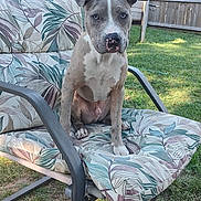 Smokie joined the competition — help win amazing prizes! dog, puppy, chair, cushion, outdoor, backyard, grass, fence, pet, animal, canine, young_dog, ears, face, sitting, curious, nature, daylight, metal_frame, floral_pattern