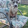 dog, puppy, chair, cushion, outdoor, backyard, grass, fence, pet, animal, canine, young_dog, ears, face, sitting, curious, nature, daylight, metal_frame, floral_pattern