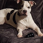 Bleu is registered to the contest to win money with this photo: dog, pet, indoor, couch, blanket, toy, black_and_white, animal, relaxed, laying_down, fur, ears, paw, snout, looking, domestic_animal, companion, home, comfort, resting