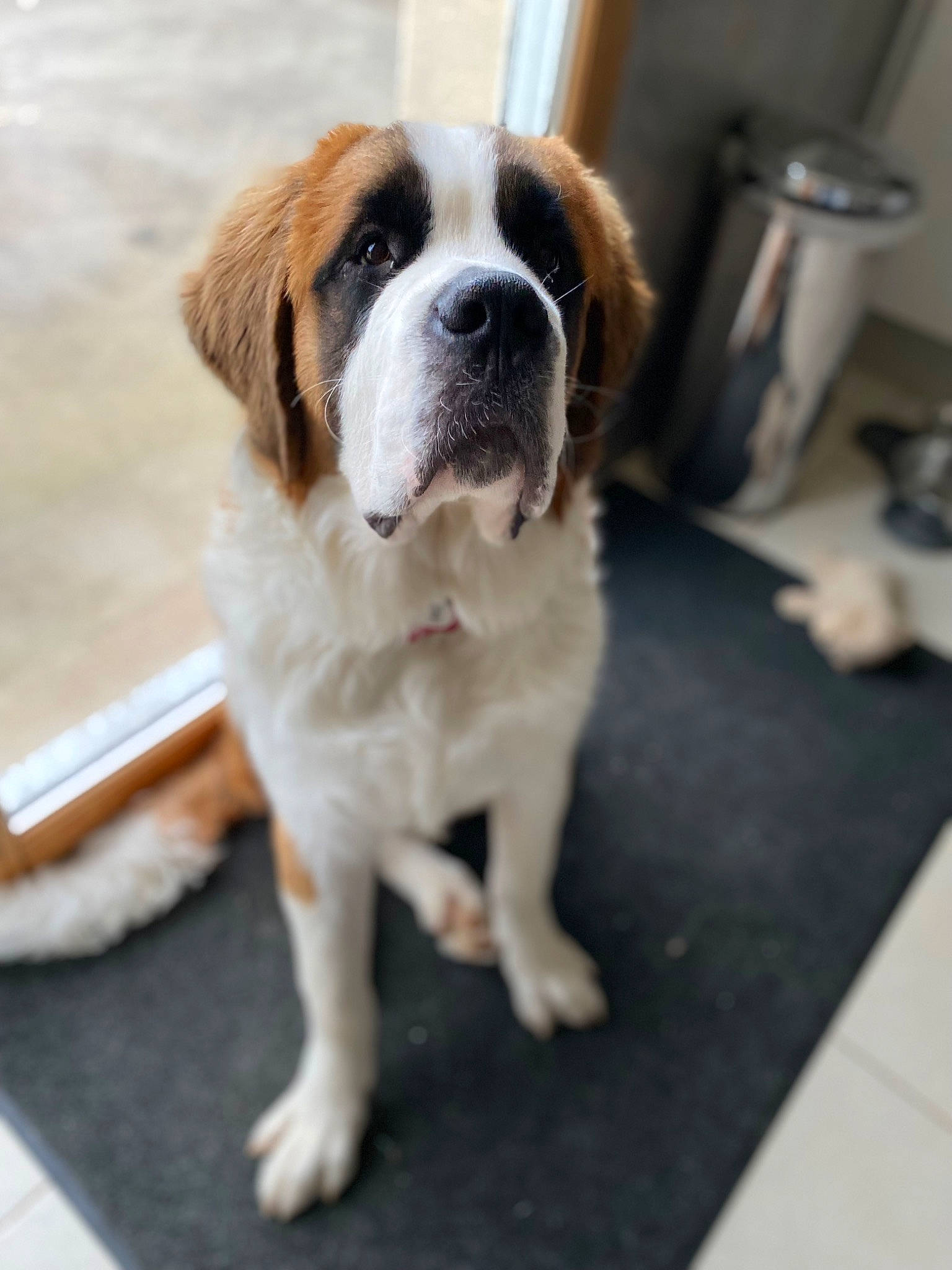 Bernard a rejoint le concours — aidez-le/la à gagner de superbes lots ! bored, carnivore, coffee_cup, companion_dog, dog, dog_breed, door, fawn, floor, flooring, fur, hardwood, porch, snout, sporting_group, tableware, whiskers, wood, working_animal, working_dog