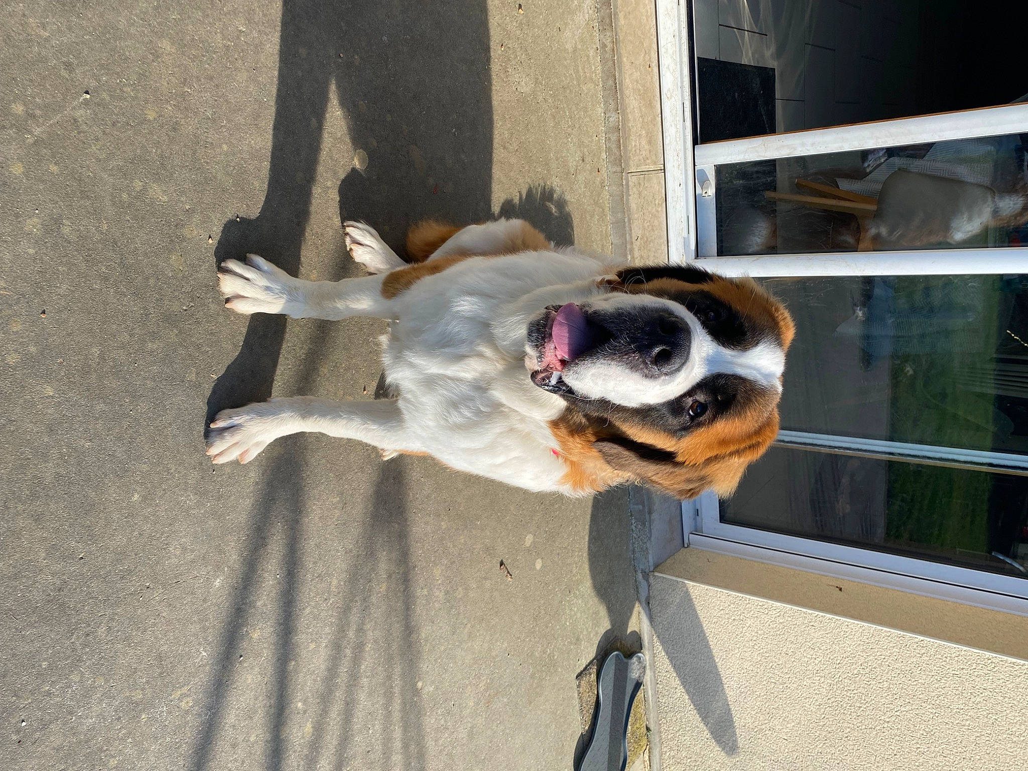 Bernard a rejoint le concours — aidez-le/la à gagner de superbes lots ! asphalt, canidae, carnivore, collar, companion_dog, concrete, dog, dog_breed, dog_collar, dog_supply, door, eyewear, fawn, leash, pet_supply, road_surface, snout, tail, window, working_animal