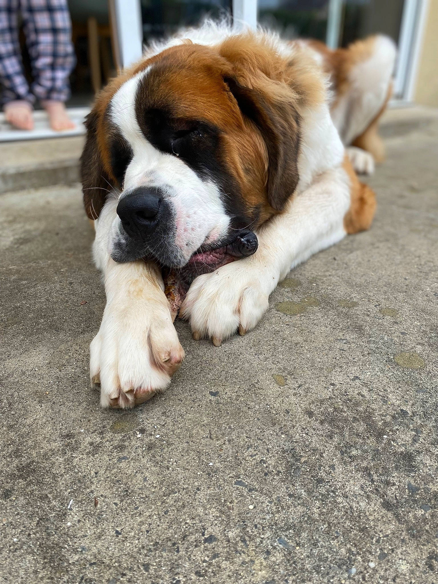 Bernard participe au concours pour gagner de l'argent avec cette photo : canidae, carnivore, collar, companion_dog, dog, dog_breed, fawn, flooring, fur, grass, paw, road_surface, sporting_group, st_bernard, tail, terrestrial_animal, toy_dog, whiskers, working_animal, working_dog