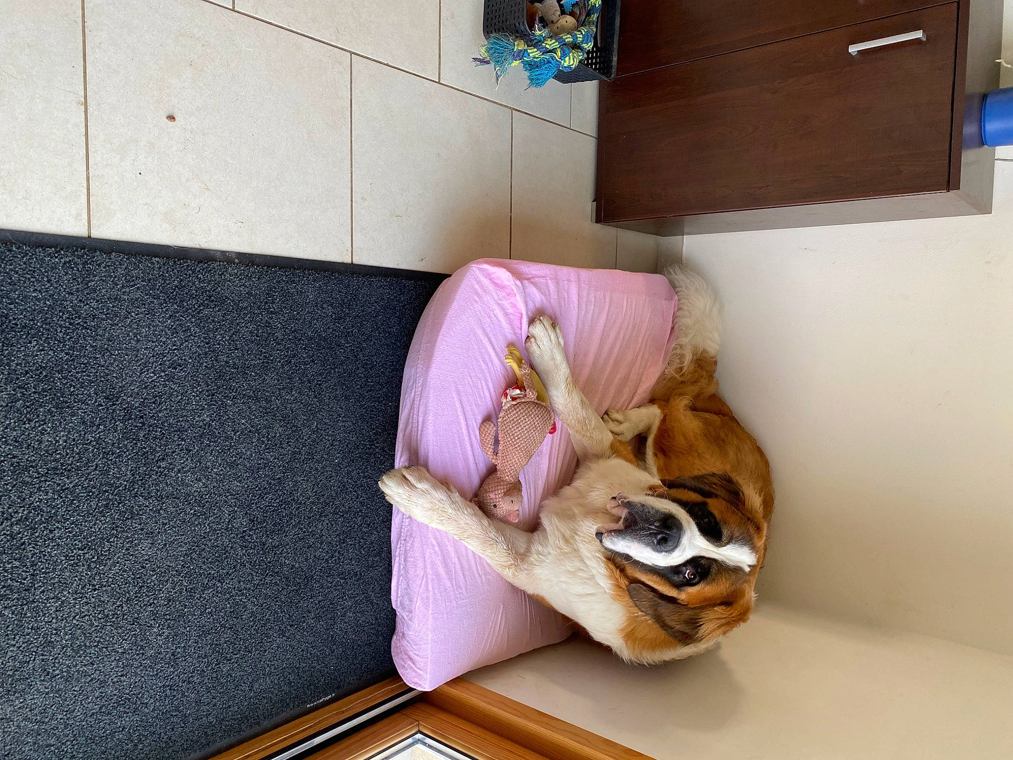 Bernard participe au concours pour gagner de l'argent avec cette photo : baby_products, carnivore, comfort, companion_dog, fawn, felidae, flooring, hardwood, infant_bed, leg, linens, magenta, purple, room, shelving, small_to_medium_sized_cats, stuffed_toy, teddy_bear, toy, wood