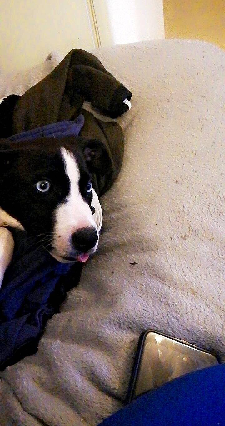 Boyka a rejoint le concours — aidez-le/la à gagner de superbes lots ! american_pit_bull_terrier, american_staffordshire_terrier, borador, border_collie, canidae, carnivore, dog, dog_breed, fawn, mammal, mcnab, non_sporting_group, pit_bull, puppy, snout, sporting_group, vertebrate