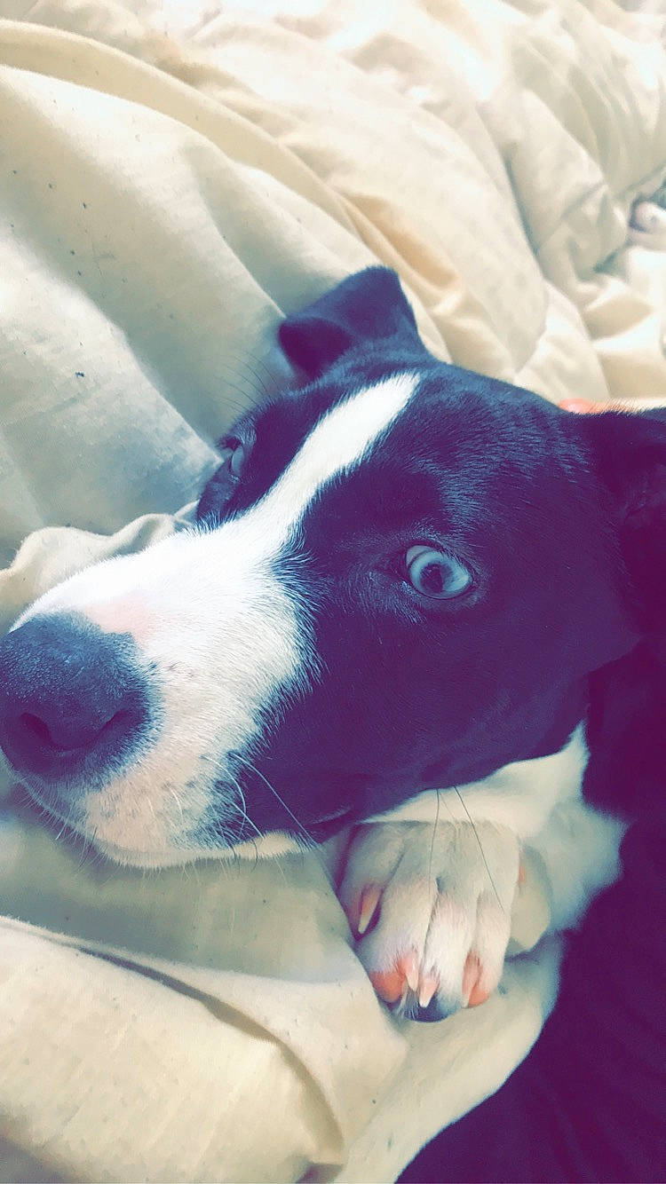 Boyka a rejoint le concours — aidez-le/la à gagner de superbes lots ! american_pit_bull_terrier, american_staffordshire_terrier, canidae, carnivore, dog, dog_breed, mammal, non_sporting_group, nose, pit_bull, pointer, snout, sporting_group, vertebrate