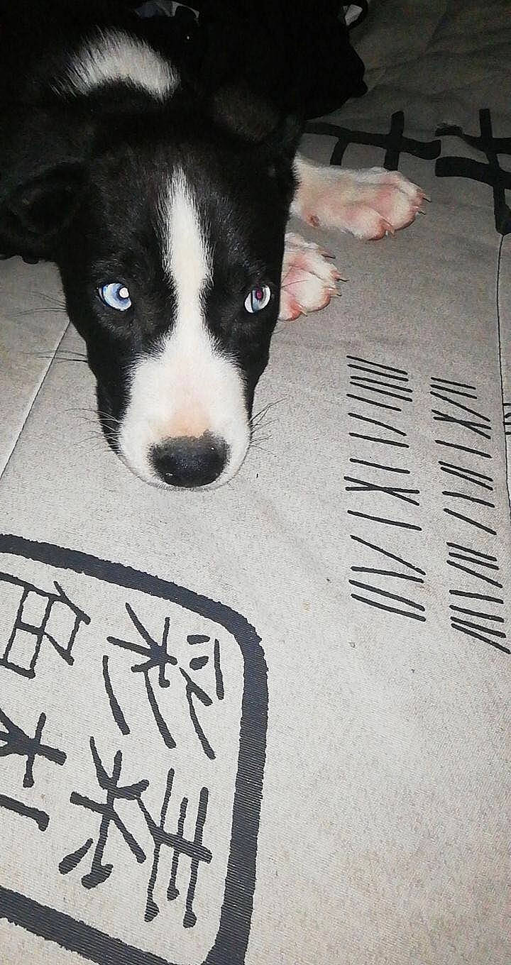 Boyka a rejoint le concours — aidez-le/la à gagner de superbes lots ! border_collie, canidae, carnivore, dog, dog_breed, feist, mammal, mcnab, puppy, rat_terrier, snout, street_dog