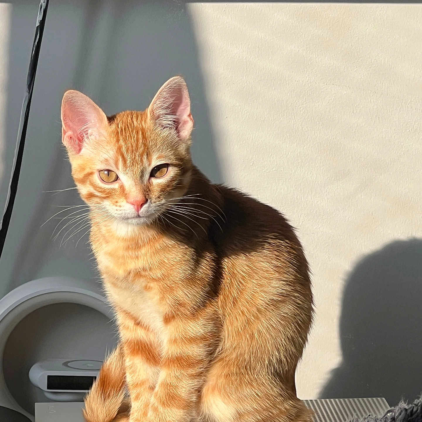 Simbouche a rejoint le concours — aidez-le/la à gagner de superbes lots ! abyssinian, angora, animal, cat, kitten, manx, pet