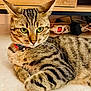 Viking a rejoint le concours — aidez-le/la à gagner de superbes lots ! cat, tabby, green_eyes, collar, bell, indoor, floor, furniture, striped_fur, pet, animal, whiskers, relaxed, lying_down, close_up, household, cute, domestic_cat, mammal, tabby_cat