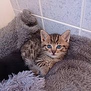 Viking participe au concours pour gagner de l'argent avec cette photo : kitten, tabby, blue_eyes, cat, pet, furry, cute, cozy, blanket, soft, indoor, animal, fur, small, resting, young, domestic, mammal, comfort, tile_wall