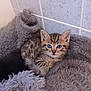 kitten, tabby, blue_eyes, cat, pet, furry, cute, cozy, blanket, soft, indoor, animal, fur, small, resting, young, domestic, mammal, comfort, tile_wall