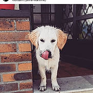 Jude a rejoint le concours — aidez-le/la à gagner de superbes lots ! puppy, dog, muddy, tongue, doorstep, brick_wall, floppy_ears, white_dog, outdoor, pet, young_dog, animal, cute, playful, licking, front_paws, door, home, domestic_animal, standing
