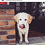 puppy, dog, muddy, tongue, doorstep, brick_wall, floppy_ears, white_dog, outdoor, pet, young_dog, animal, cute, playful, licking, front_paws, door, home, domestic_animal, standing