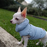 Nino a rejoint le concours — aidez-le/la à gagner de superbes lots ! dog, small_dog, white_dog, puffy_jacket, blue_jacket, outdoor, grass, stone_ledge, pet, animal, ears_up, cute, cozy, winter_clothing, side_view, standing, nature, daylight, focused, canine