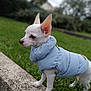 dog, small_dog, white_dog, puffy_jacket, blue_jacket, outdoor, grass, stone_ledge, pet, animal, ears_up, cute, cozy, winter_clothing, side_view, standing, nature, daylight, focused, canine