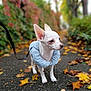 Nino participe au concours pour gagner de l'argent avec cette photo : dog, chihuahua, white_dog, small_dog, pet, animal, autumn, fall_leaves, sidewalk, outdoor, leaves, nature, blurred_background, leash, walking, cute, curious, neck_pillow, canine, portrait
