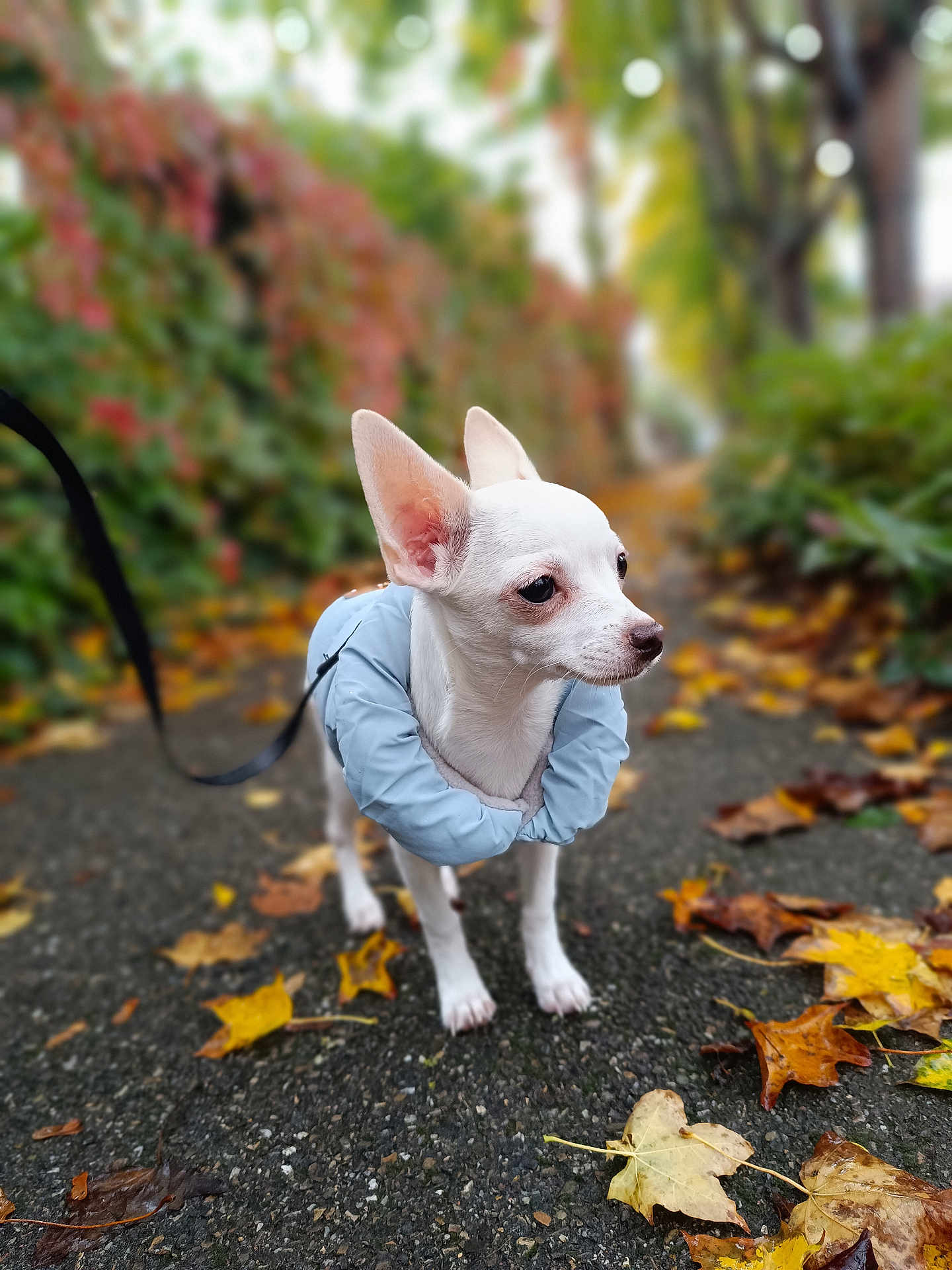 Nino participe au concours pour gagner de l'argent avec cette photo : dog, chihuahua, white_dog, small_dog, pet, animal, autumn, fall_leaves, sidewalk, outdoor, leaves, nature, blurred_background, leash, walking, cute, curious, neck_pillow, canine, portrait