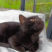 Sacha a rejoint le concours — aidez-le/la à gagner de superbes lots ! black_cat, cat, pet, indoor, window, white_fabric, fur, whiskers, animal, curious, looking_up, close_up, orange_eyes, relaxed, soft_texture, nature_background, reflection, domestic_animal, cozy, resting