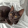 Sacha participe au concours pour gagner de l'argent avec cette photo : black_cat, cat, amber_eyes, curious, pet, animal, whiskers, ears, fur, close_up, silky_fabric, white_background, indoor, cute, feline, looking_up, soft_texture, relaxed, small_animal, domestic_cat