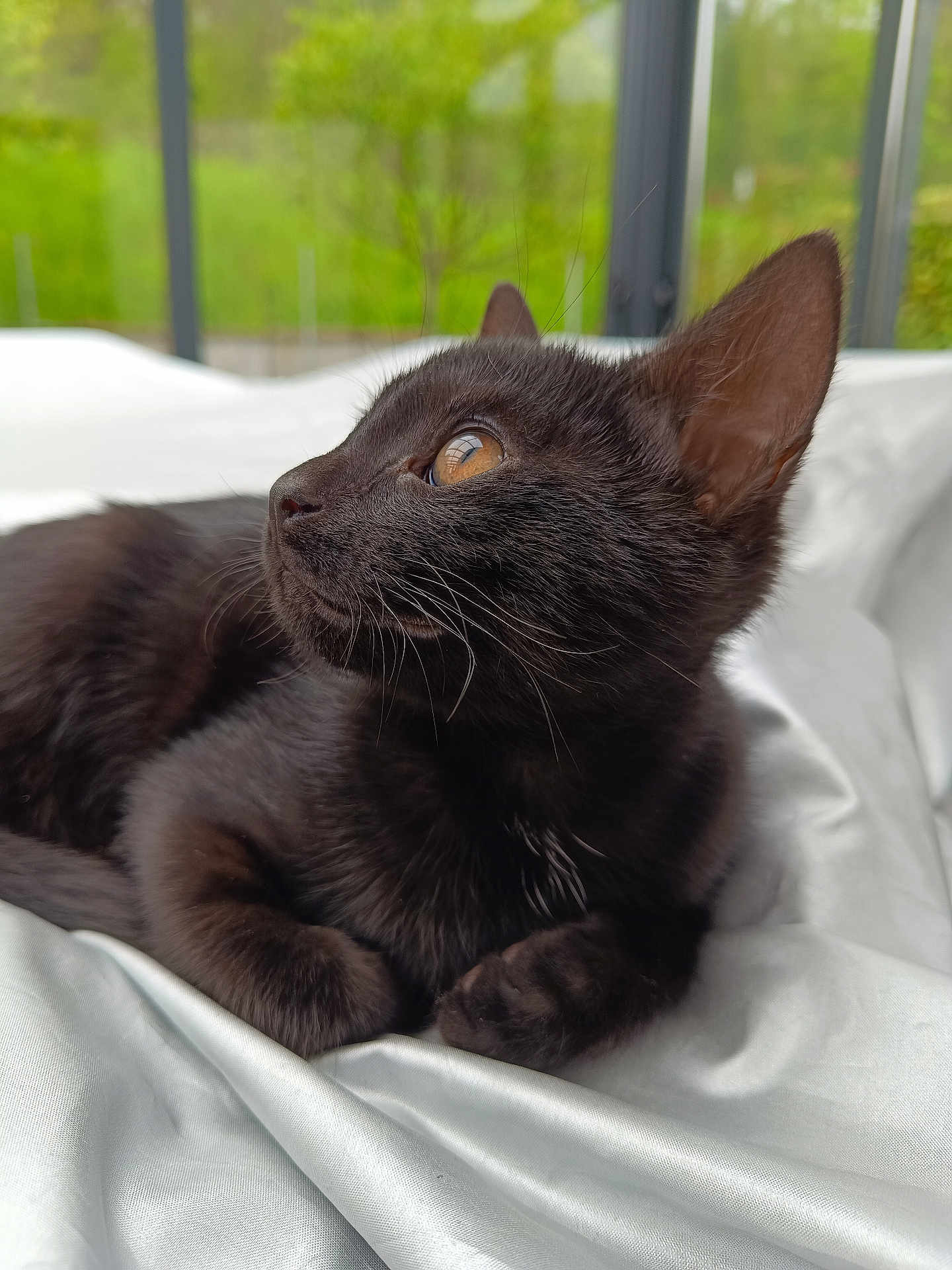 Sacha