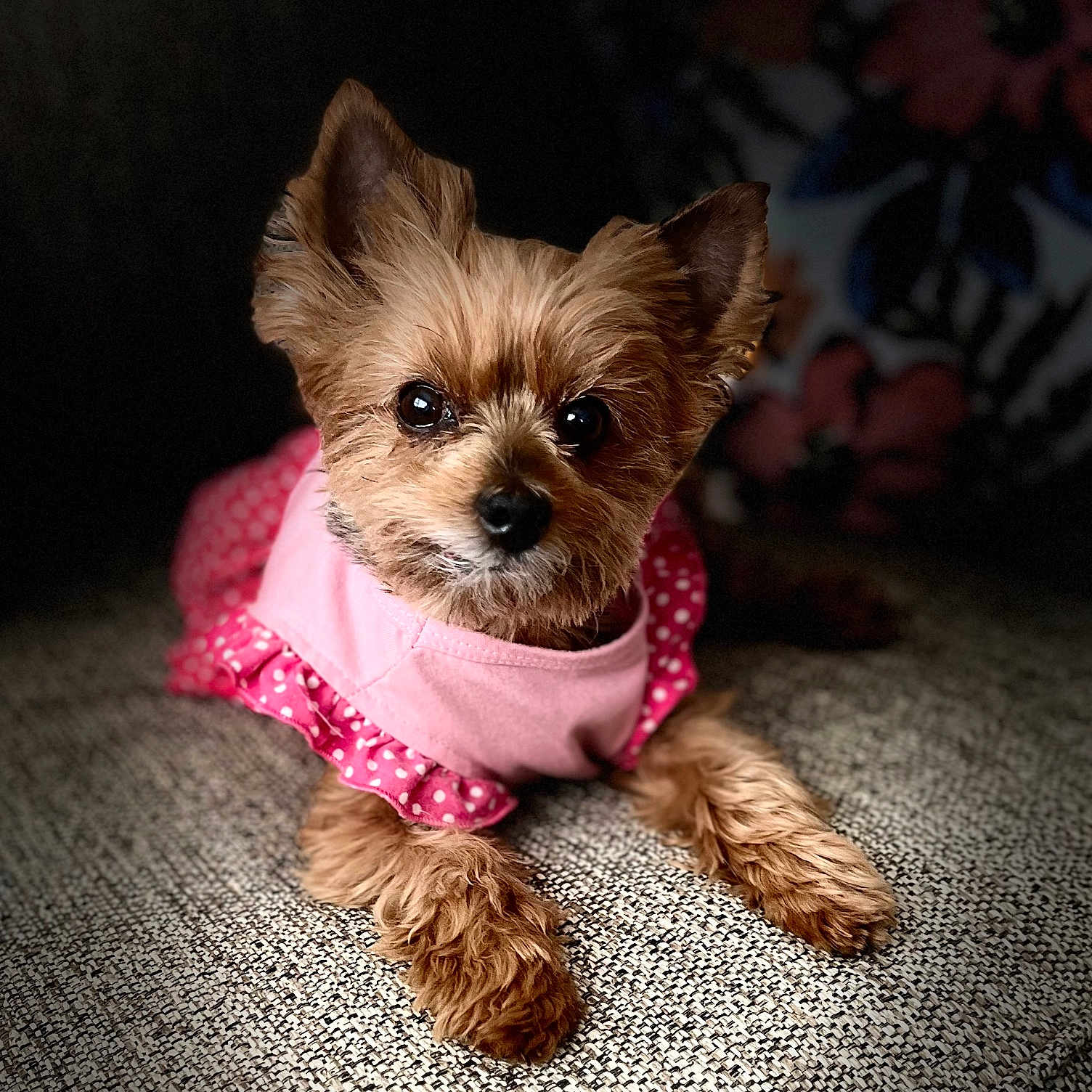 Pixie Dust joined the competition — help win amazing prizes! accessories, affenpinscher, animal, canine, cat, chihuahua, cockerspaniel, couch, cushion, dog, furniture, homedecor, kitten, leash, papillon, pet, poodle, puppy, terrier, whitedog