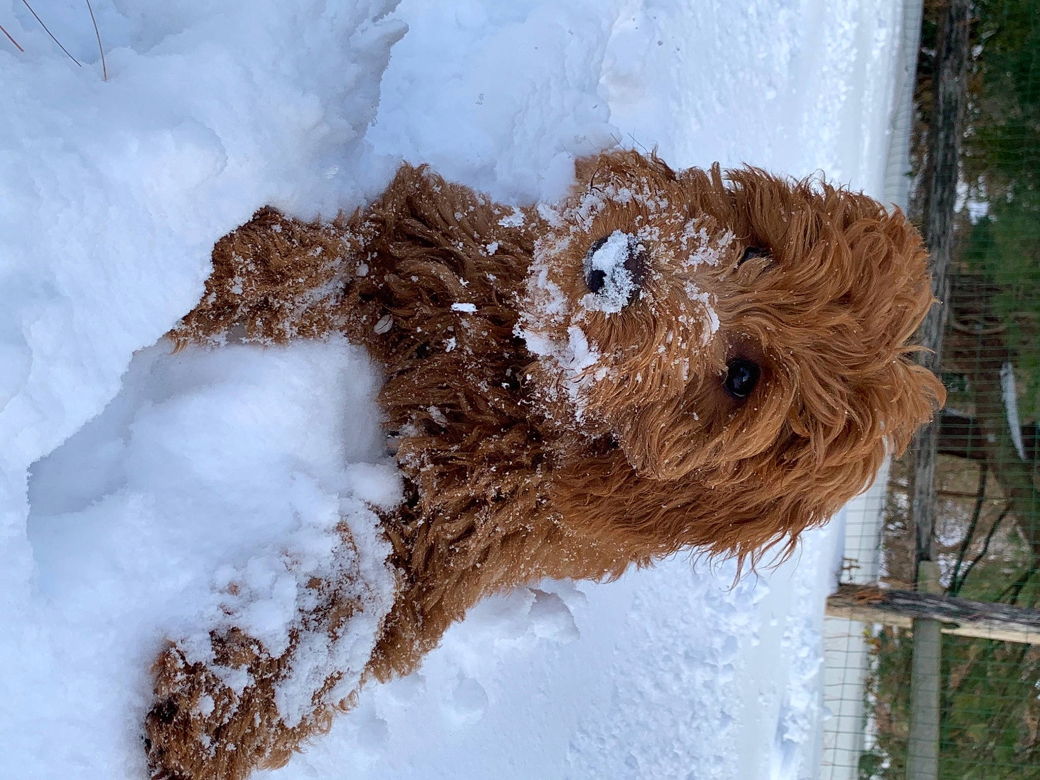 Sophie is registered to the contest to win money with this photo: dog_breed, freezing, frost, geological_phenomenon, ice, precipitation, snow, terrier, winter