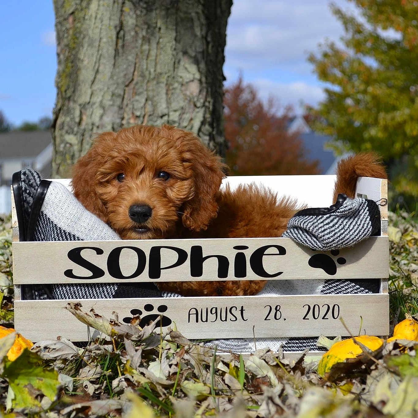Sophie is registered to the contest to win money with this photo: annual_plant, canidae, carnivore, companion_dog, dog, dog_breed, fur, herbaceous_plant, labradoodle, non_sporting_group, pet_supply, sporting_group, stuffed_toy, sunflower, symbol, terrestrial_animal, toy, water_dog, working_animal, working_dog