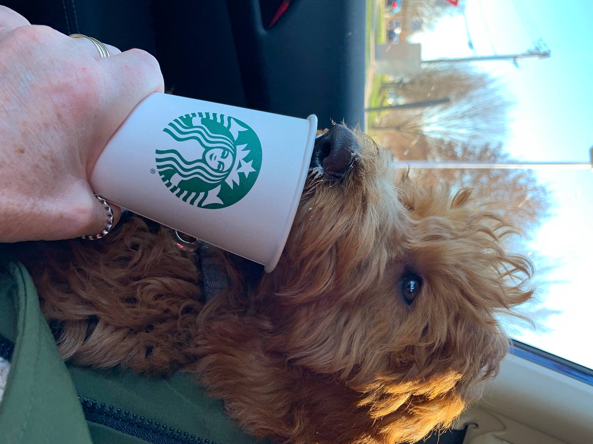 Sophie is registered to the contest to win money with this photo: bracelet, canidae, carnivore, collar, companion_dog, dog, dog_breed, dog_collar, dog_supply, liver, pet_supply, puppy, small_terrier, snout, sporting_group, terrier, toy_dog, vertebrate, working_animal, yorkipoo