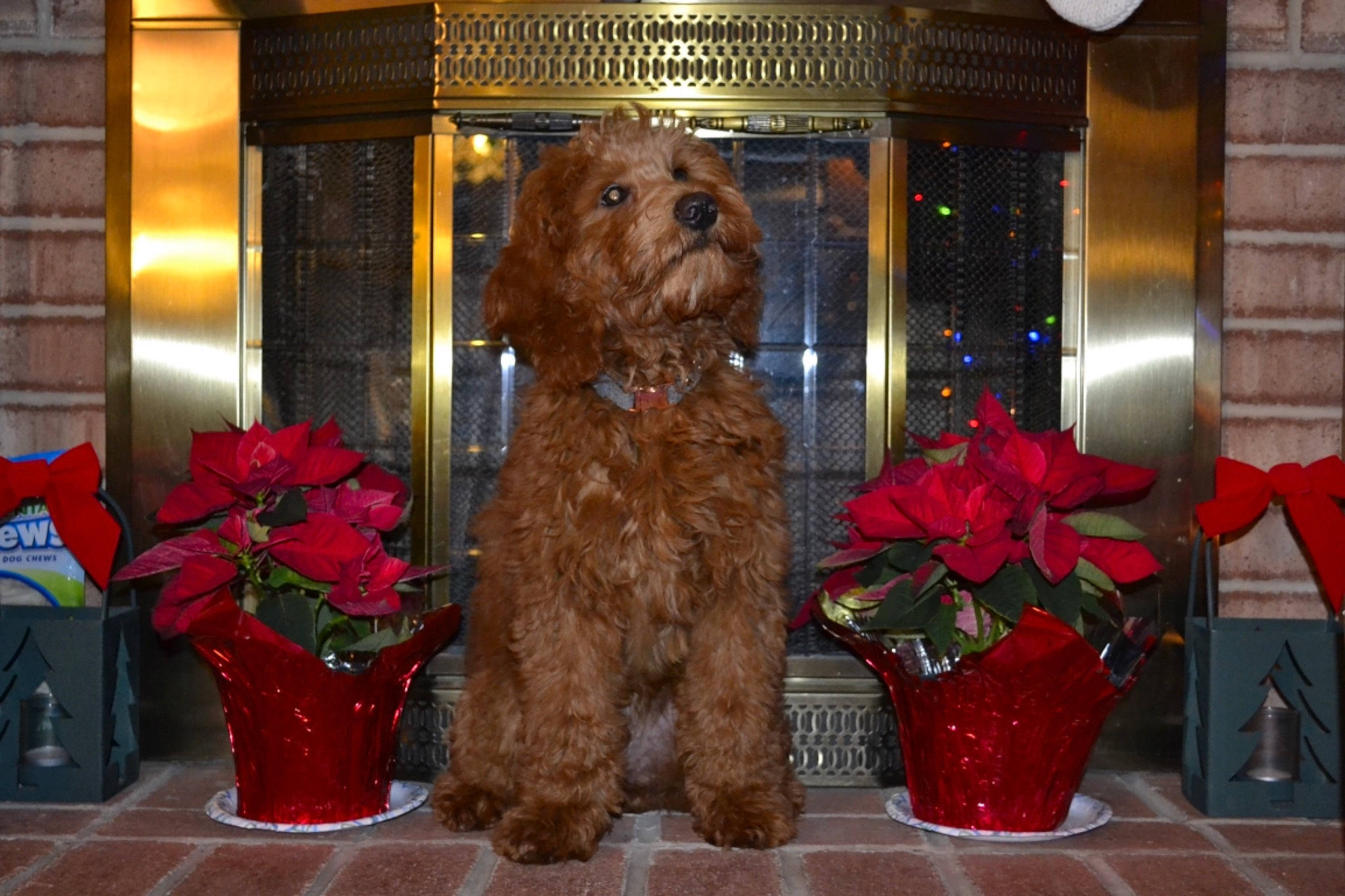 Sophie is registered to the contest to win money with this photo: artifact, bouquet, carnivore, centrepiece, companion_dog, coquelicot, cut_flowers, dog, dog_breed, flower_arranging, flowerpot, interior_design, liver, mammal, petal, sporting_group, terrier, toy_dog, vase, water_dog