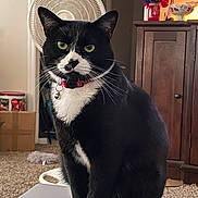 Snoop is registered to the contest to win money with this photo: cat, tuxedo_cat, black_and_white, pet, collar, bell, sitting, table, indoor, fan, carpet, cabinet, decoration, home, furniture, whiskers, green_eyes, curious, domestic_animal, portrait