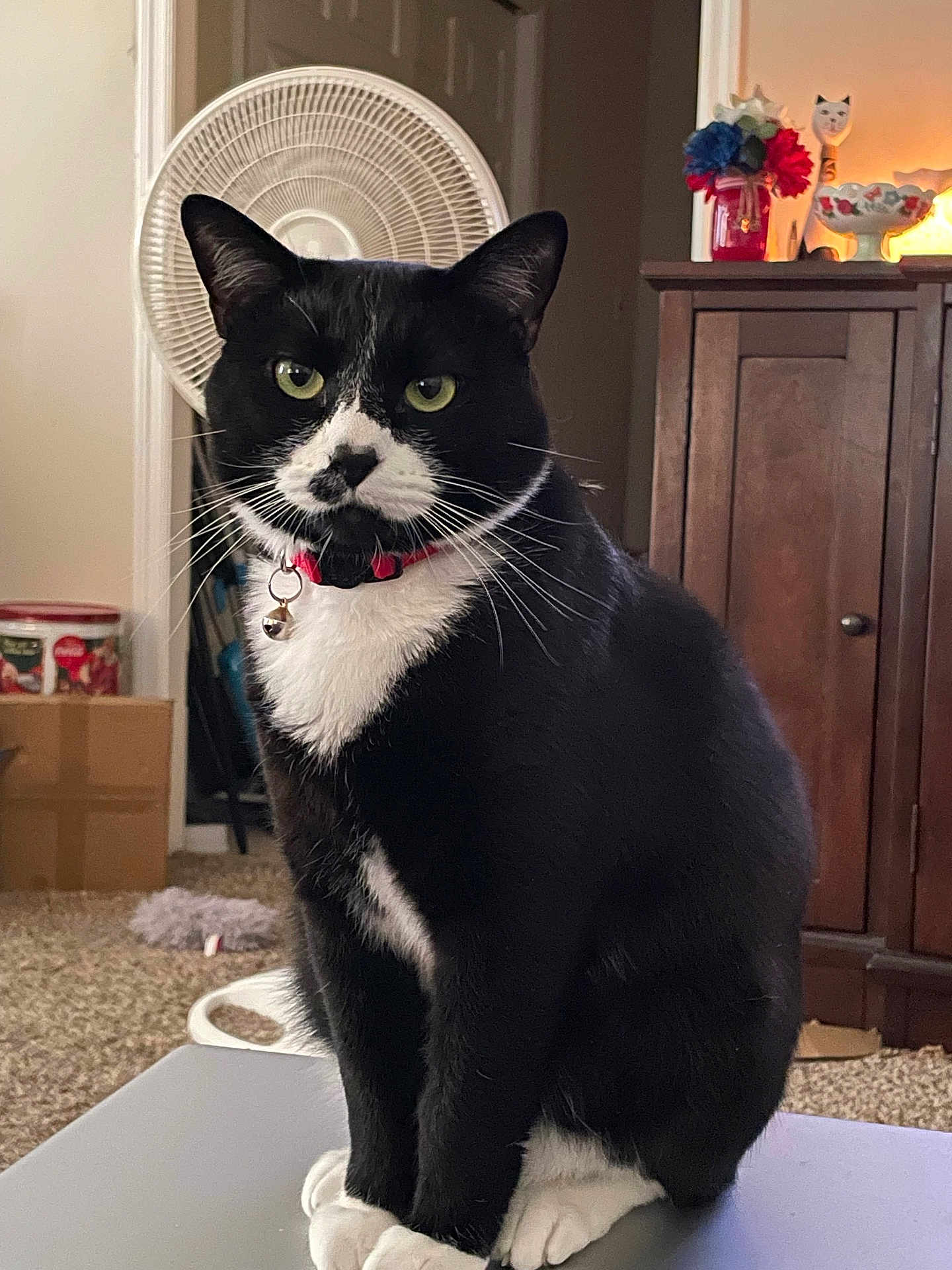 Snoop is registered to the contest to win money with this photo: cat, tuxedo_cat, black_and_white, pet, collar, bell, sitting, table, indoor, fan, carpet, cabinet, decoration, home, furniture, whiskers, green_eyes, curious, domestic_animal, portrait