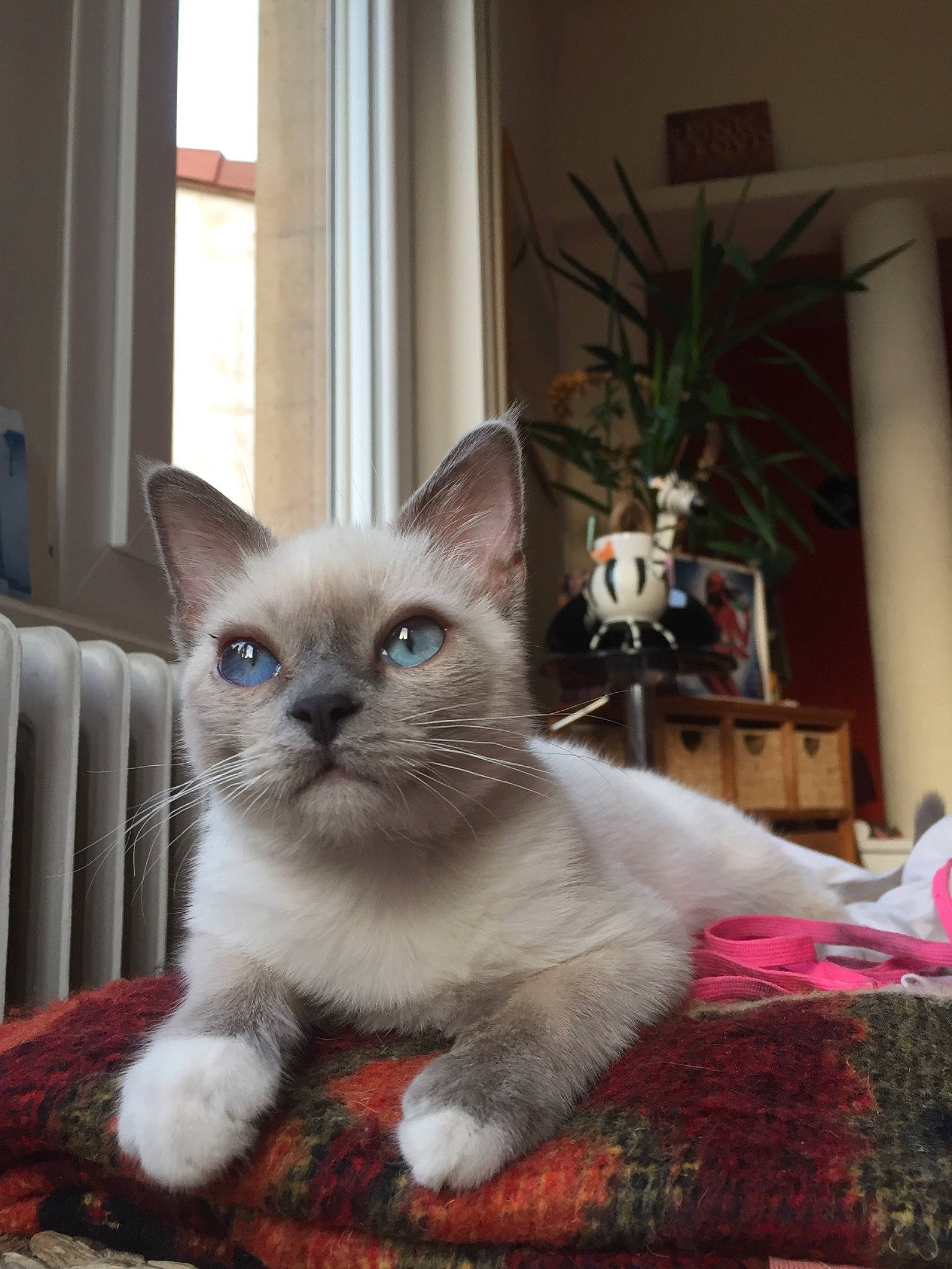 Roots participe au concours pour gagner de l'argent avec cette photo : birman, carnivore, cat, felidae, fur, houseplant, ojos_azules, siamese, small_to_medium_sized_cats, snout, thai, tonkinese, whiskers