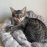 Sky a rejoint le concours — aidez-le/la à gagner de superbes lots ! cat, kitten, tabby, striped_fur, pet, bed, blanket, plush_bed, whiskers, paws, open_mouth, yawn, indoor, resting, cozy, ears, fur, wall, texture, cute