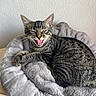 cat, kitten, tabby, striped_fur, pet, bed, blanket, plush_bed, whiskers, paws, open_mouth, yawn, indoor, resting, cozy, ears, fur, wall, texture, cute