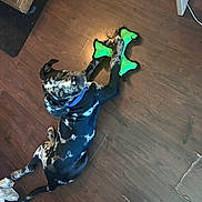 Barkley is registered to the contest to win money with this photo: animal, black, cable, canine, collar, cute, dog, flooring, furniture, green, home, indoor, looking_up, paw, pet, playful, resting, toy, white_spots, wooden_floor