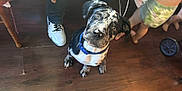 Barkley is registered to the contest to win money with this photo: blue_collar, candid, casual, child, curious, cute, dog, domestic, flooring, home, indoor, legs, looking_up, person, pet, playful, puppy, spotty, white_sneakers, wooden_floor