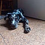 Barkley is registered to the contest to win money with this photo: animal, black_and_white, chair, collar, cute, dog, ears, face, floor, home, indoor, looking_at_camera, lying_down, paw, pet, puppy, relaxed, spotted, wall, wooden_floor