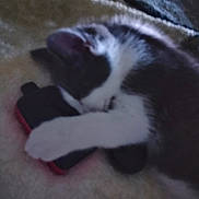 Bing is registered to the contest to win money with this photo: cat, animal, pet, sleeping, clutching, paw, black_and_white, feline, indoor, blanket, soft_surface, resting, cute, cozy, close_up, fur, domestic_animal, relaxing, blurred, unknown_object